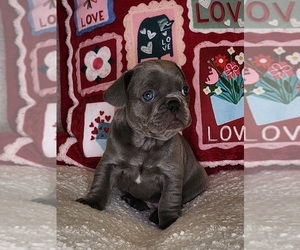 French Bulldog Litter for sale in CAPE CORAL, FL, USA