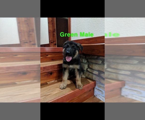 Medium Photo #2 German Shepherd Dog Puppy For Sale in BRADLEYVILLE, MO, USA