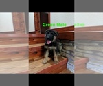 Small Photo #2 German Shepherd Dog Puppy For Sale in BRADLEYVILLE, MO, USA