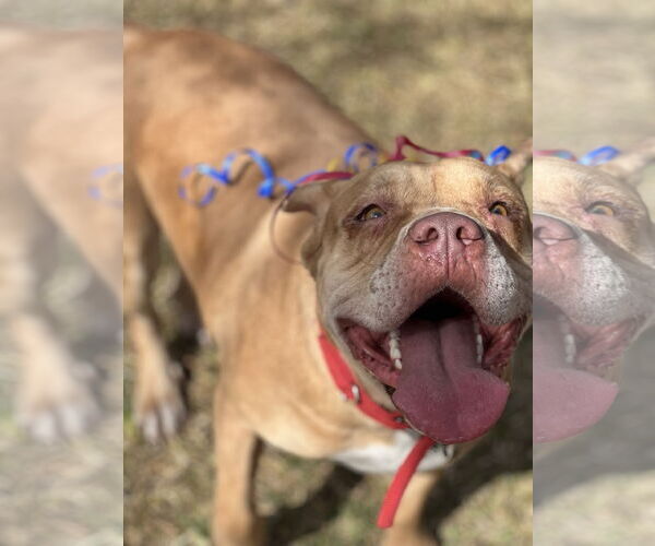 Medium Photo #2 American Staffordshire Terrier-Unknown Mix Puppy For Sale in Phoenix, AZ, USA