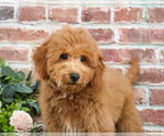 Small #6 Goldendoodle