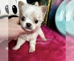 Small Photo #4 Chihuahua Puppy For Sale in TRACY, CA, USA