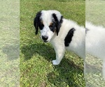 Puppy Puppy 2 Bernedoodle