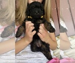 Small #5 Poodle (Toy)
