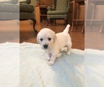 Puppy 3 English Cream Golden Retriever