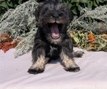 Small #5 Schnauzer (Miniature)