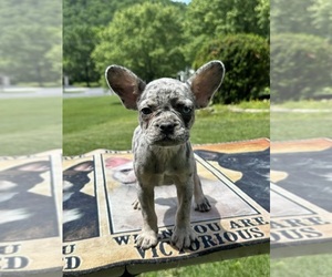 French Bulldog Puppy for sale in COVINGTON, VA, USA