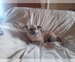 Small Mutt