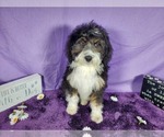 Small Photo #56 Bernedoodle-Poodle (Toy) Mix Puppy For Sale in BLACK FOREST, CO, USA