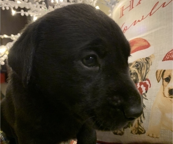 Medium Photo #3 Labrador Retriever Puppy For Sale in SPOTSYLVANIA, VA, USA