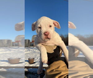 American Bully-American Pit Bull Terrier Mix Puppy for sale in CARLETON, MI, USA