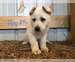 Small Photo #15 German Shepherd Dog Puppy For Sale in FOSTER, KY, USA