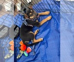 Small #3 Labrador Retriever Mix