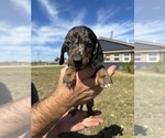 Small Photo #1 Dachshund Puppy For Sale in CONCORDIA, MO, USA