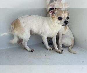 Chihuahua Dogs for adoption in Houston, TX, USA