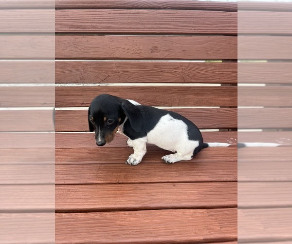 Medium Photo #7 Dachshund Puppy For Sale in WILLARD, OH, USA