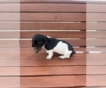 Small Photo #7 Dachshund Puppy For Sale in WILLARD, OH, USA
