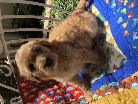 Medium Photo #1 Labradoodle Puppy For Sale in KATY, TX, USA