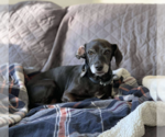 Small #5 Dachshund Mix