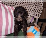 Small Photo #54 Australian Labradoodle Puppy For Sale in W FIELD, NC, USA