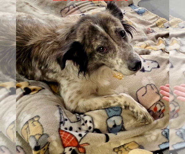 Medium Photo #2 Border Collie-Unknown Mix Puppy For Sale in Mooresville, NC, USA