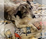 Small #1 Border Collie Mix