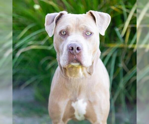 Medium Photo #2 Mutt Puppy For Sale in Camarillo, CA, USA