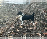 Small Photo #3 Mutt Puppy For Sale in Brooklyn Center, MN, USA