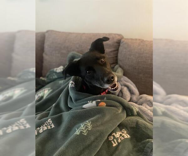 Medium Photo #1 Border Collie Puppy For Sale in Fruit Heights, UT, USA