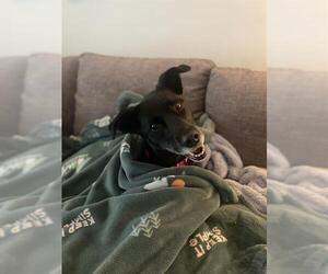 Border Collie Dogs for adoption in Fruit Heights, UT, USA