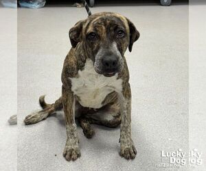 Labrador Retriever-Unknown Mix Dogs for adoption in Washington, DC, USA