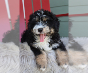 Miniature Bernedoodle Puppy for sale in ITASCA, TX, USA