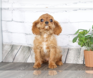 Cavalier King Charles Spaniel Puppy for sale in RED LION, PA, USA