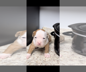 Alapaha Blue Blood Bulldog Puppy for sale in SILVER SPRING, MD, USA