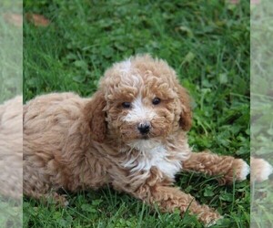 Goldendoodle-Poodle (Miniature) Mix Puppy for sale in STANLEY, WI, USA