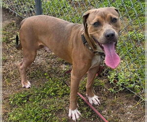 Medium Labrador Retriever Mix