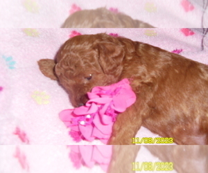 Poodle (Toy) Puppy for sale in DULUTH, GA, USA