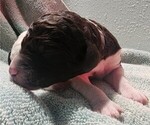 Small Photo #35 Poodle (Standard) Puppy For Sale in CLAYTON, WA, USA