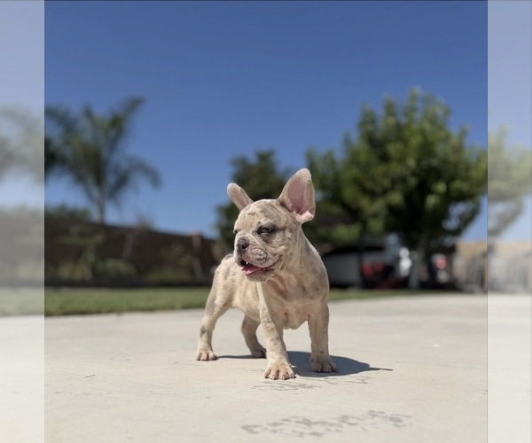 Medium Photo #3 French Bulldog Puppy For Sale in BLOOMINGTON, CA, USA