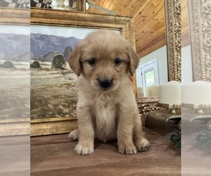 Golden Retriever Puppy for sale in FORDLAND, MO, USA