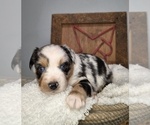 Small #3 Miniature Australian Shepherd