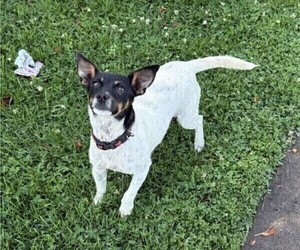 Mother of the Rat Terrier puppies born on 06/29/2025