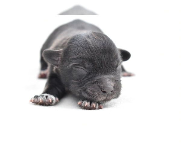 Medium Photo #1 Shih Aussie Puppy For Sale in PALM COAST, FL, USA