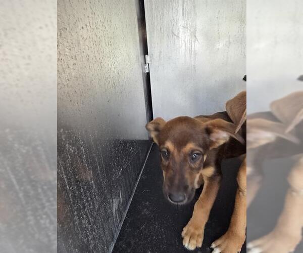 Medium Photo #1 Boxer-German Shepherd Dog Mix Puppy For Sale in San Antonio, TX, USA