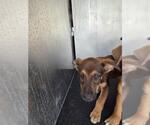 Small Boxer-German Shepherd Dog Mix