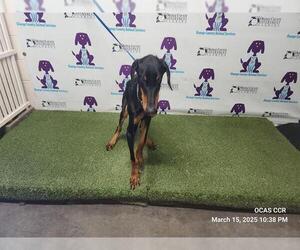 Doberman Pinscher Dogs for adoption in Orlando, FL, USA