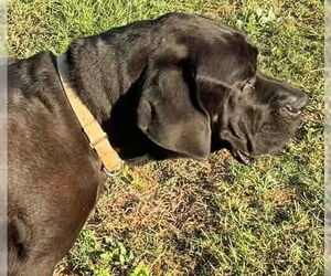 Tiana - Female Brazilian Mastiff Dog for Adoption - Photo #10