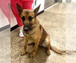 Small #2 German Shepherd Dog Mix