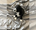 Small Photo #4 Aussiedoodle Puppy For Sale in CRAWFORDSVILLE, IN, USA