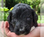 Image preview for Ad Listing. Nickname: Lottie
